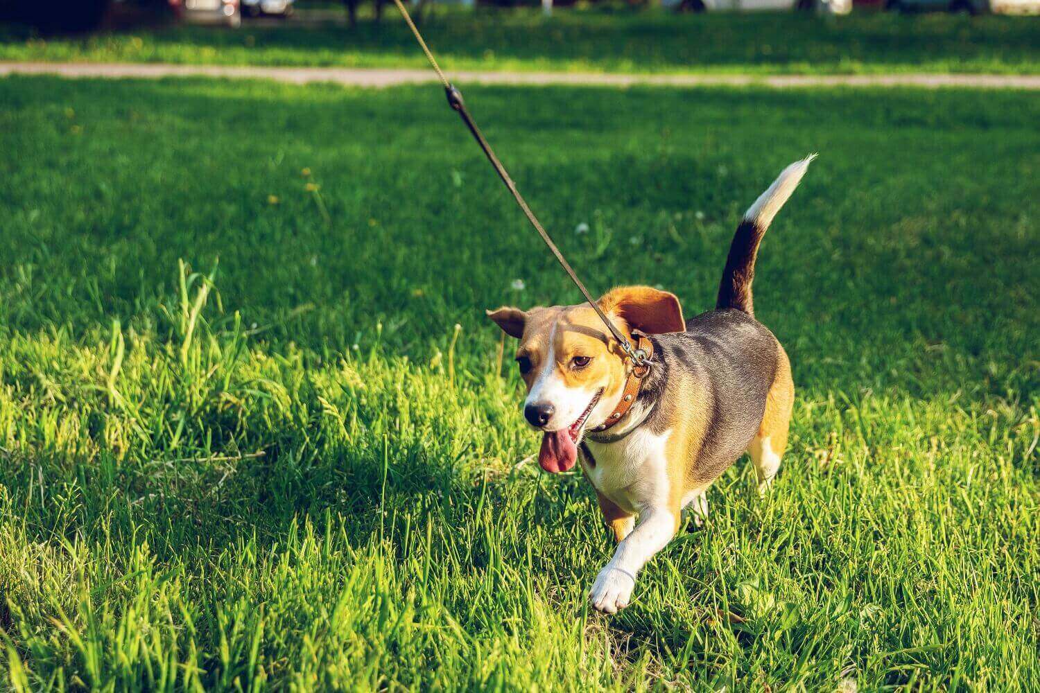 How to teach your puppy to leash